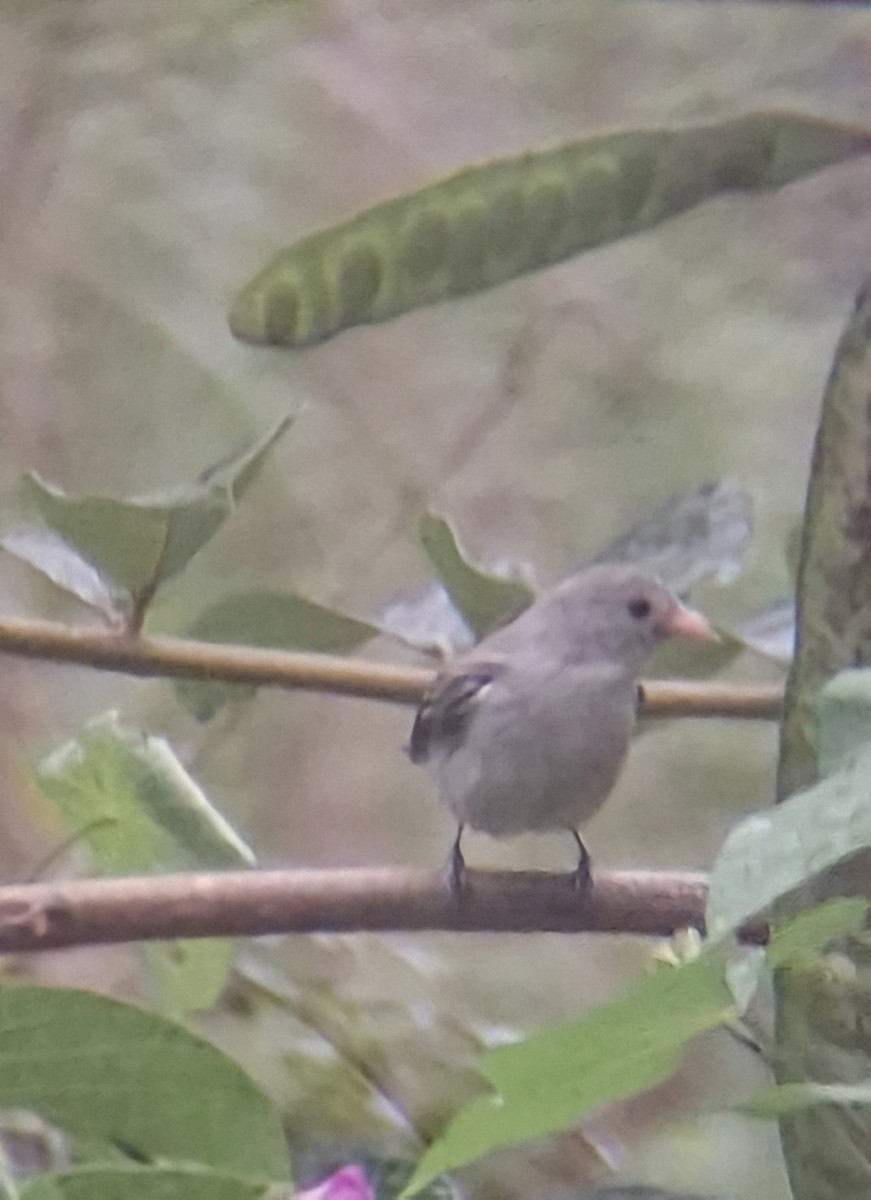 Pale-billed Flowerpecker - ML642644840