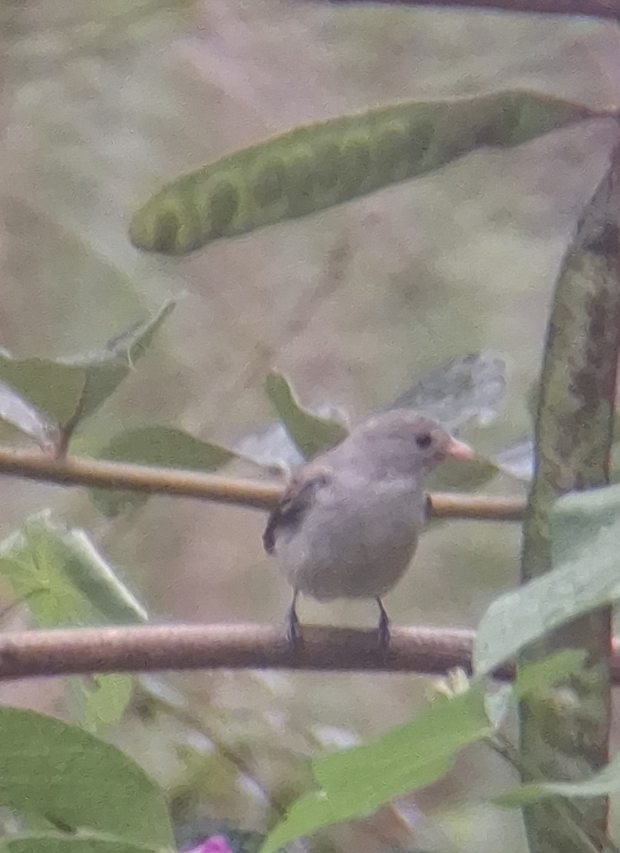 Pale-billed Flowerpecker - ML642644841