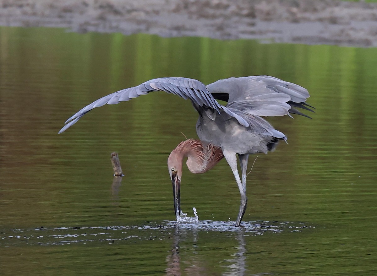 Reddish Egret - ML642644842