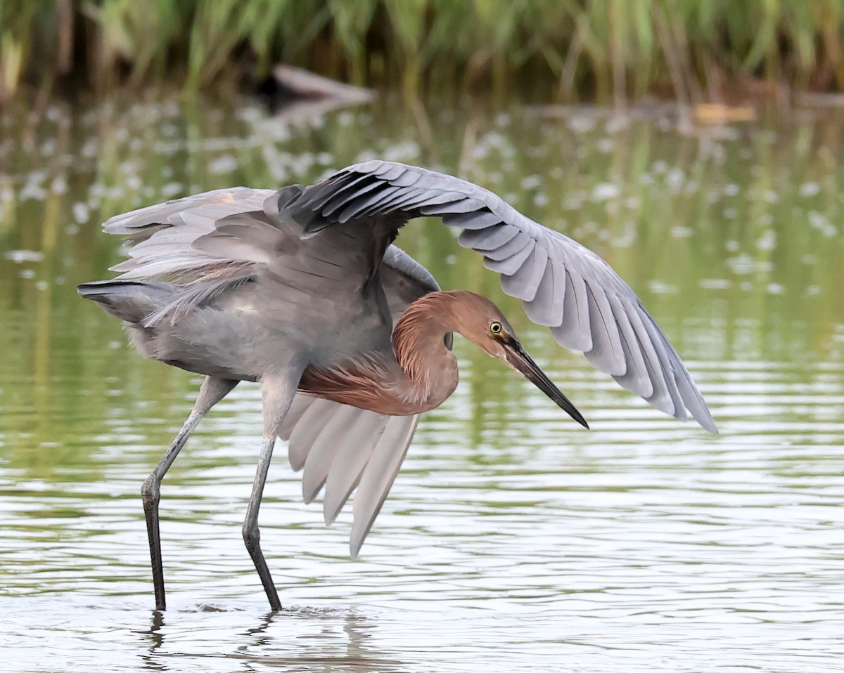 Reddish Egret - ML642644843