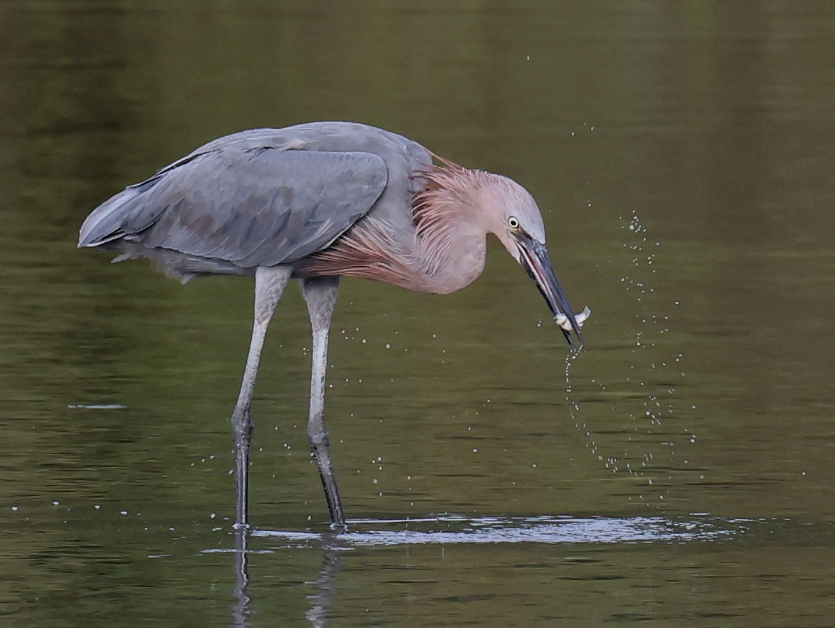 Reddish Egret - ML642644844