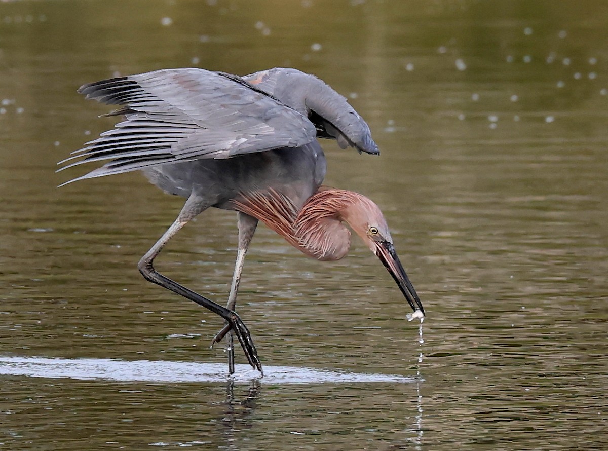 Reddish Egret - ML642644845