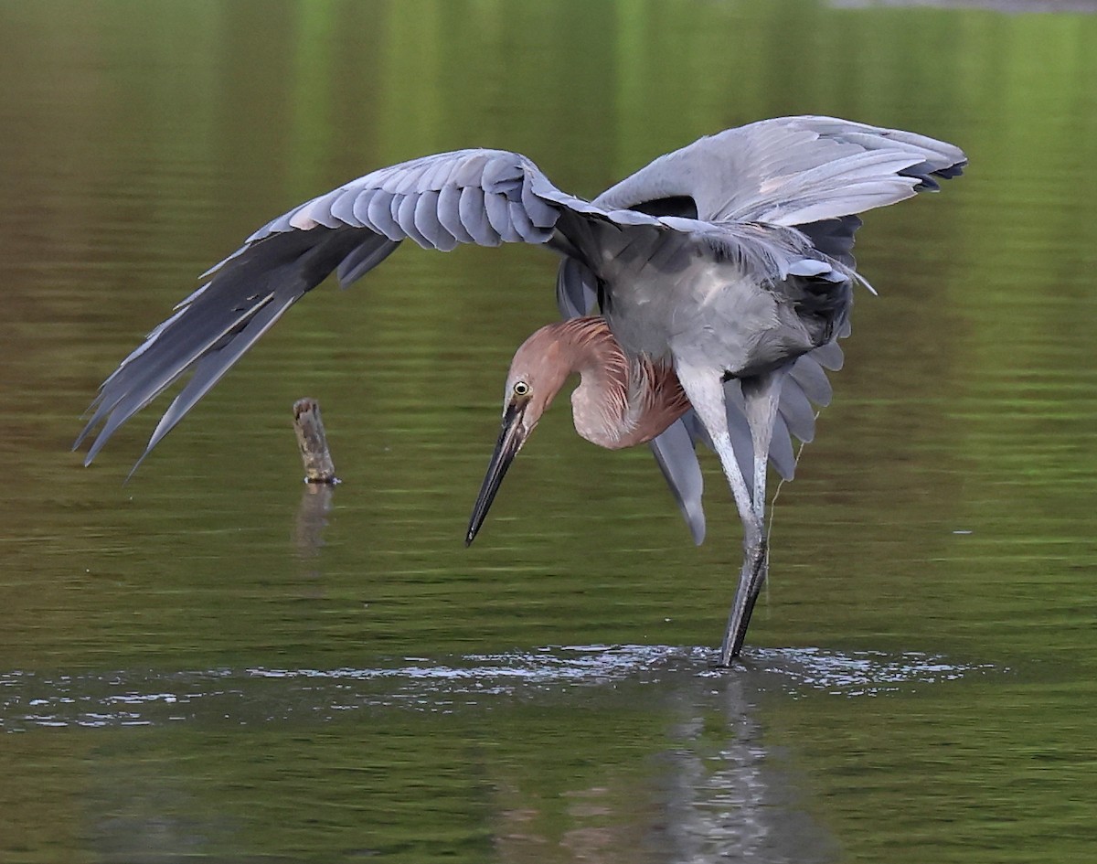 Reddish Egret - ML642644846
