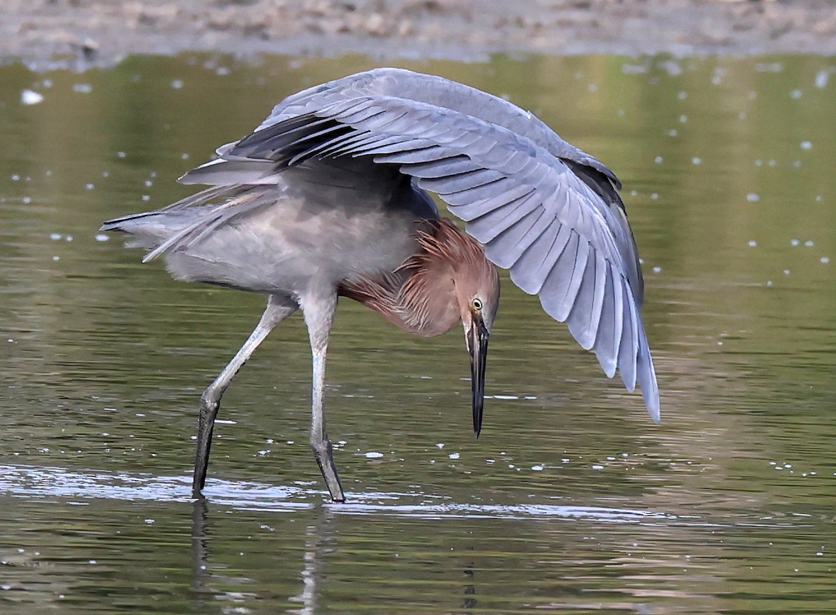 Reddish Egret - ML642644848
