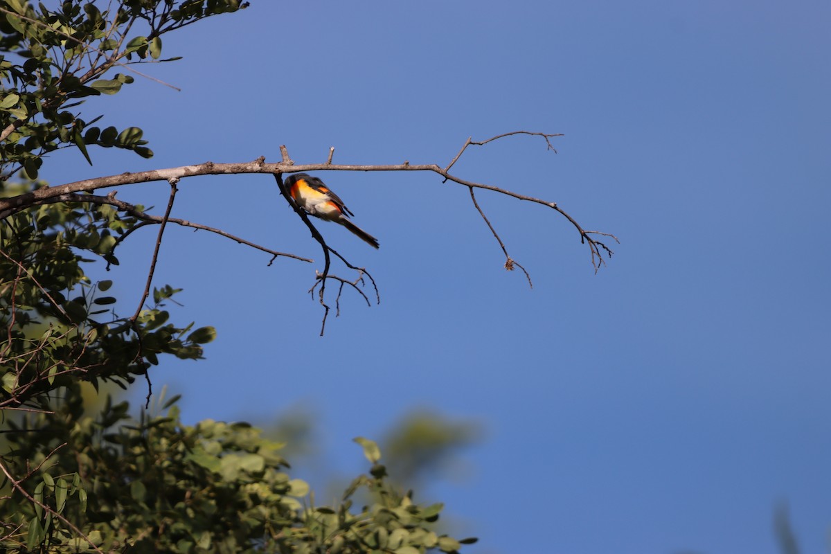 Small Minivet - ML642644854