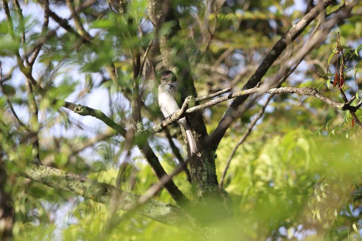 White-bellied Drongo - ML642644860