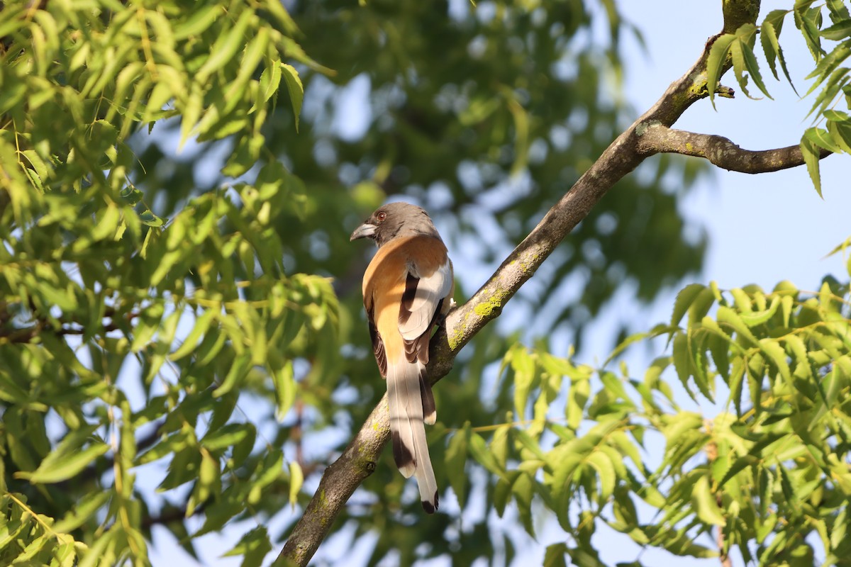 Rufous Treepie - ML642644863