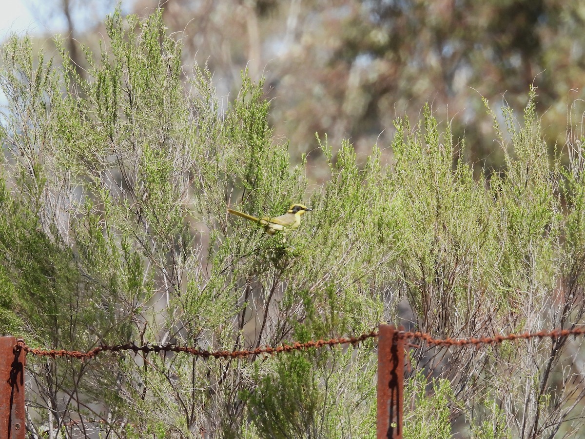 Yellow-tufted Honeyeater (Yellow-tufted) - ML642644895