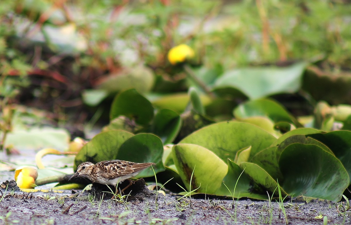 Least Sandpiper - ML64264491