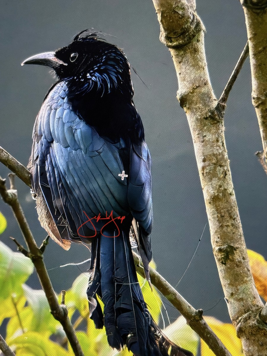Hair-crested Drongo (Hair-crested) - ML642644922