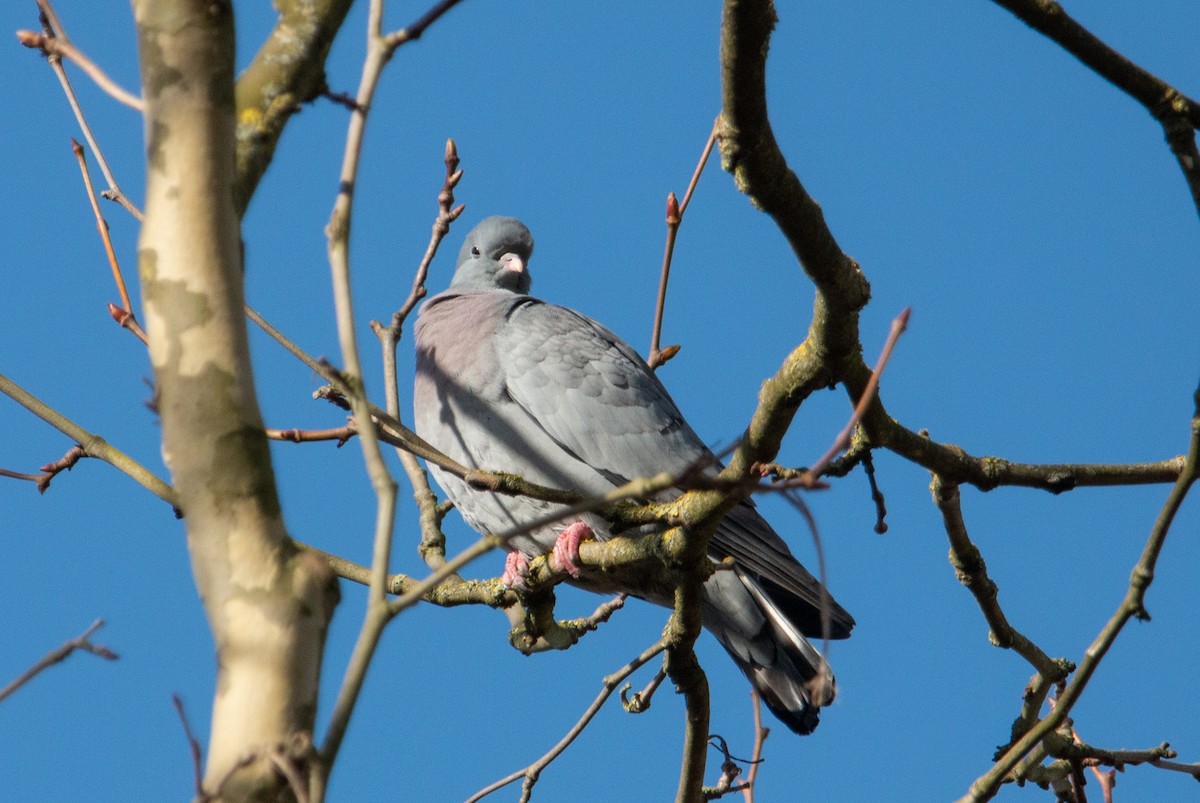 Stock Dove - ML642644935
