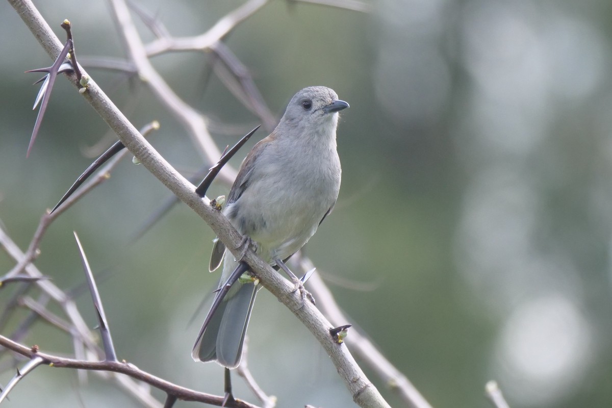 Gray Shrikethrush - ML642644945