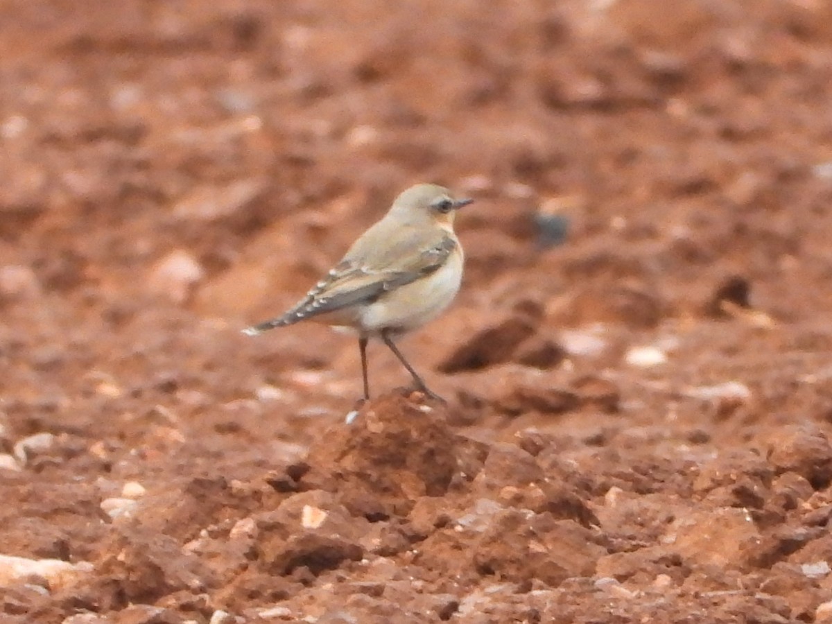 Northern Wheatear - ML642644946