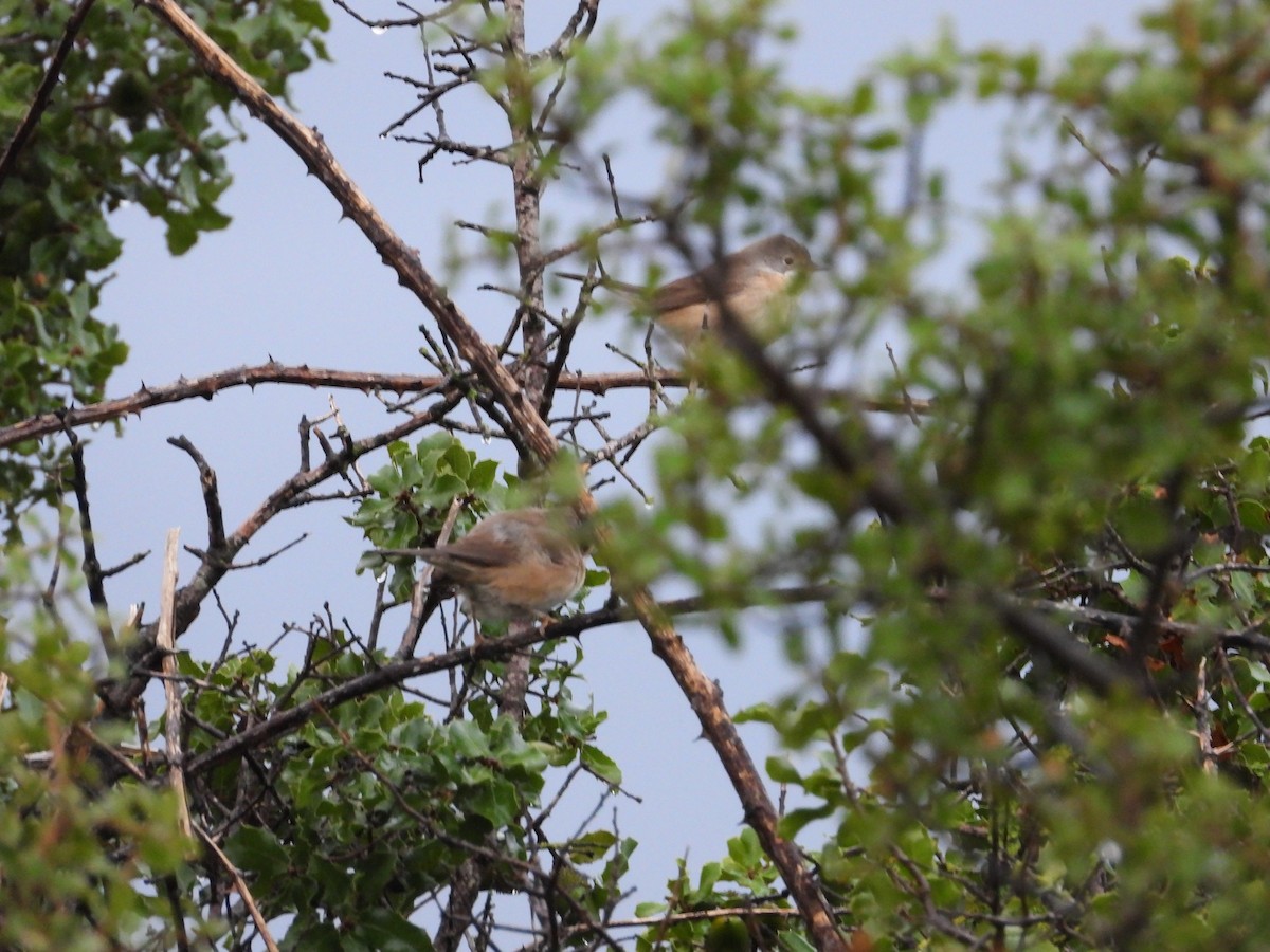Western Subalpine Warbler - ML642644956