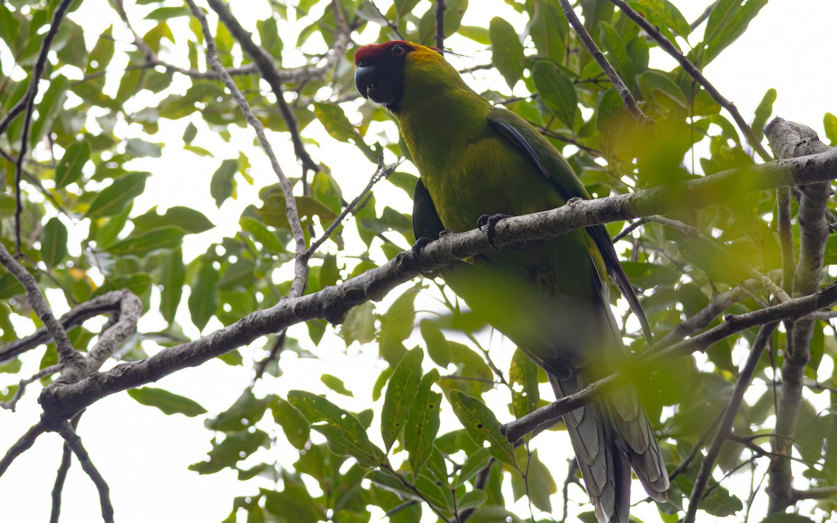 Horned Parakeet - ML642644957