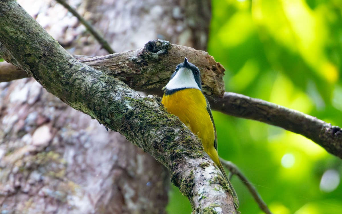 New Caledonian Whistler - ML642644961