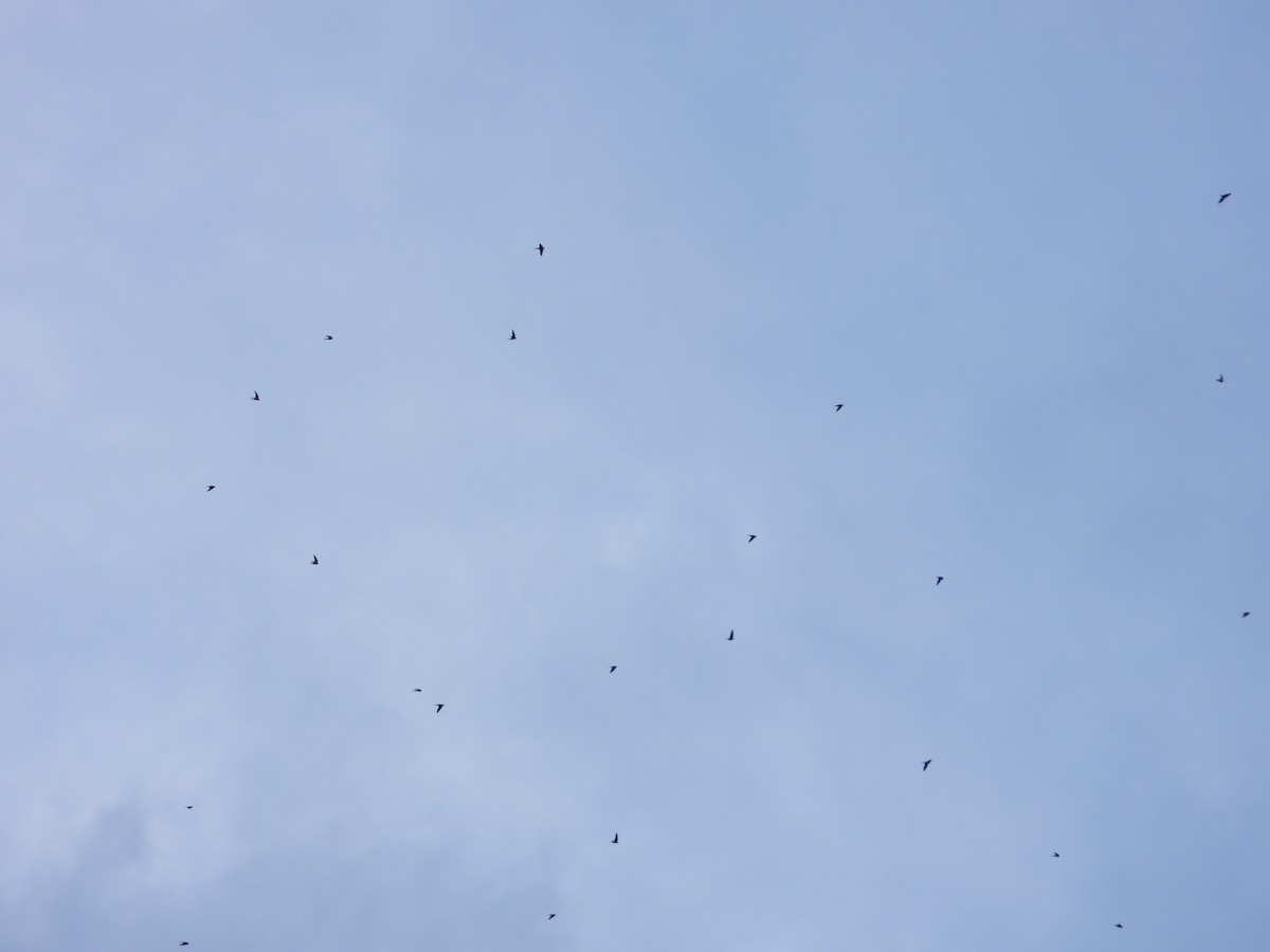 Barn Swallow - ML642644971