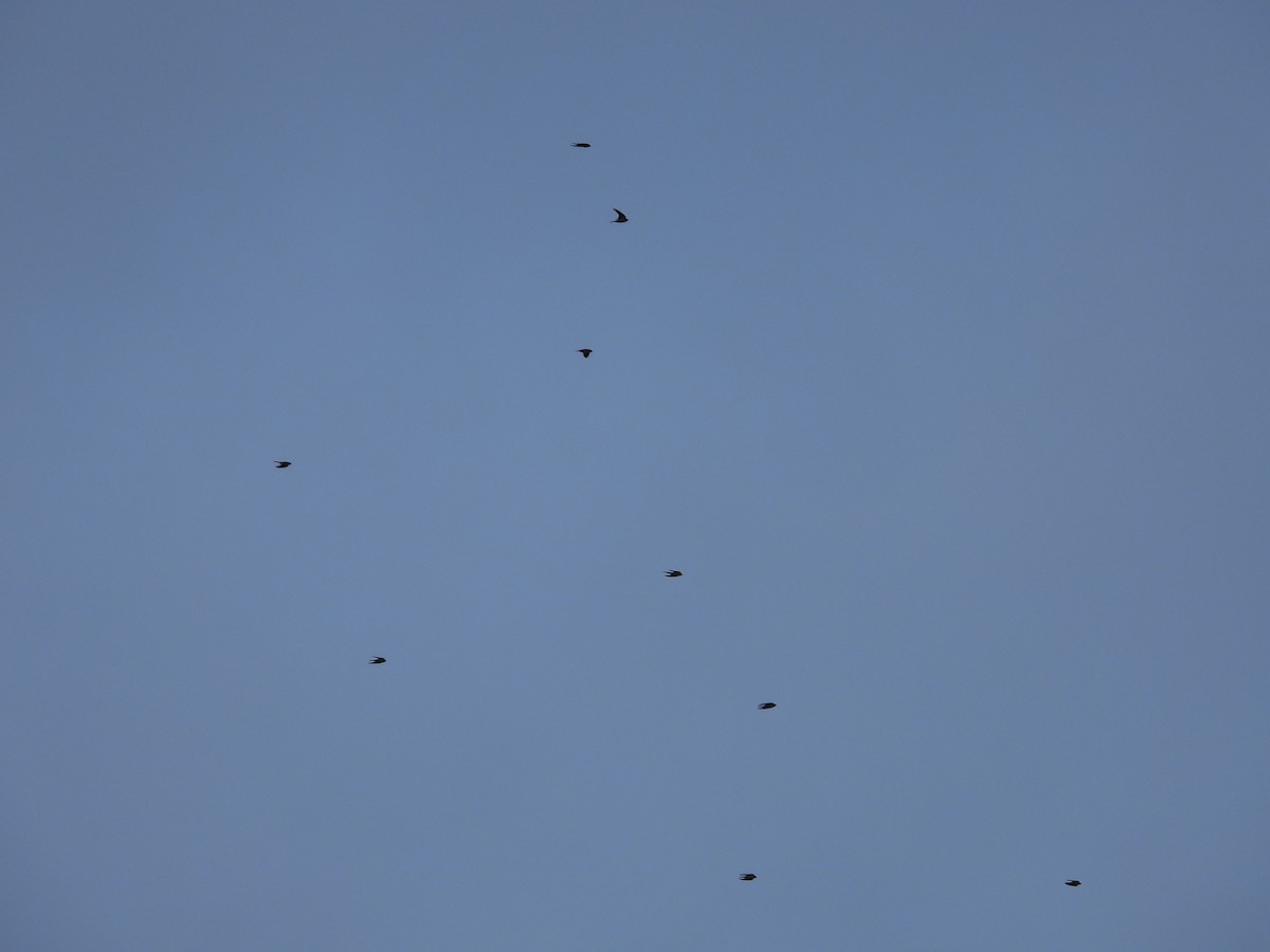 Barn Swallow - ML642644985