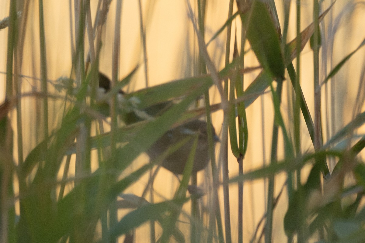 Marsh Wren - ML642644987