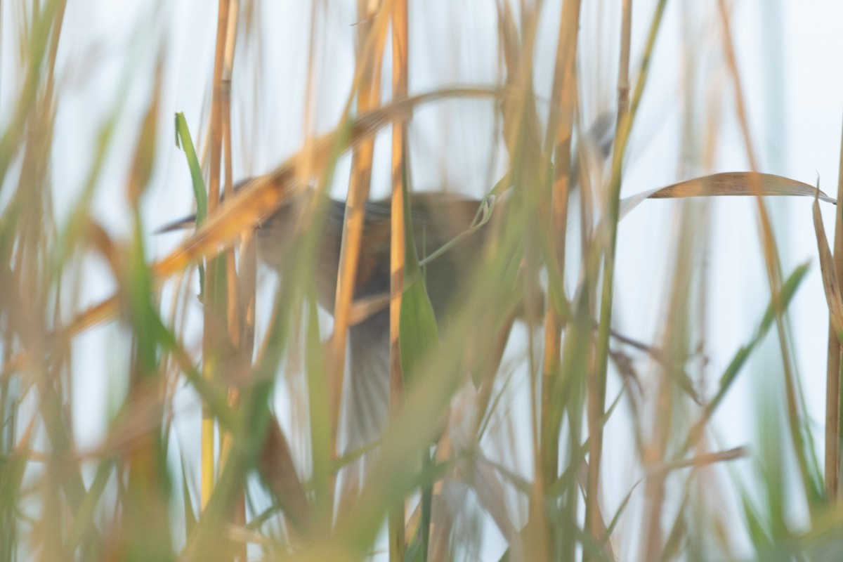 Marsh Wren - ML642644989