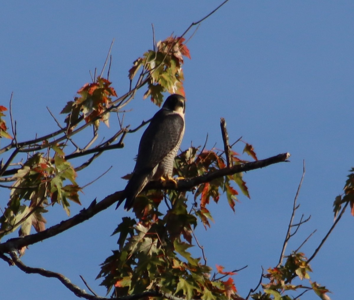 Peregrine Falcon - ML642645000