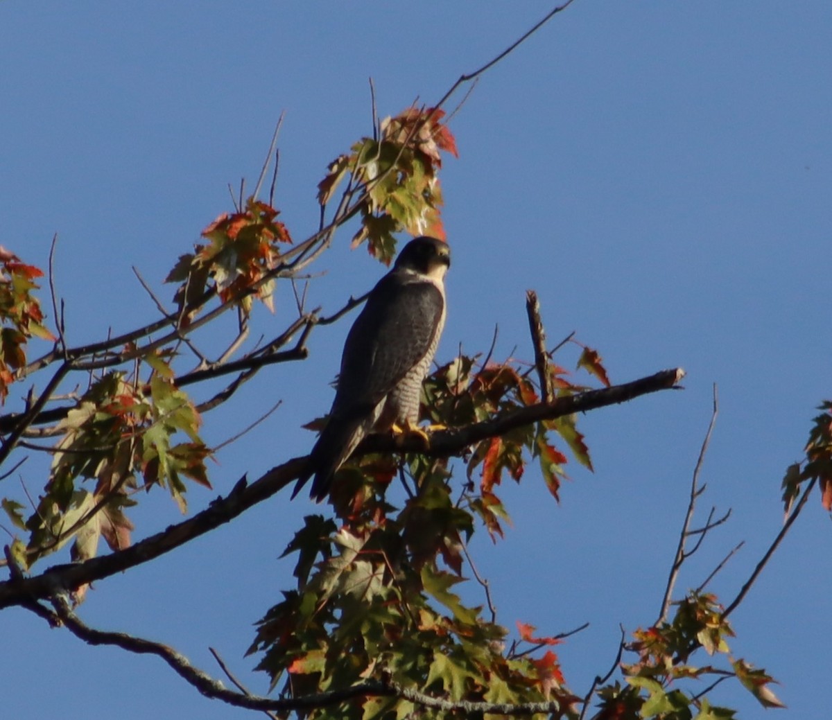 Peregrine Falcon - ML642645002