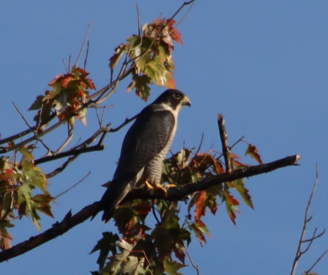 Peregrine Falcon - ML642645003