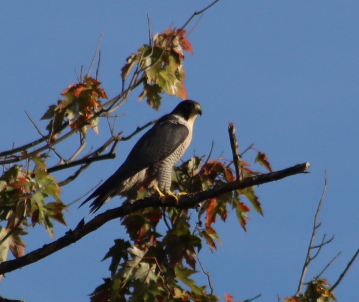 Peregrine Falcon - ML642645005