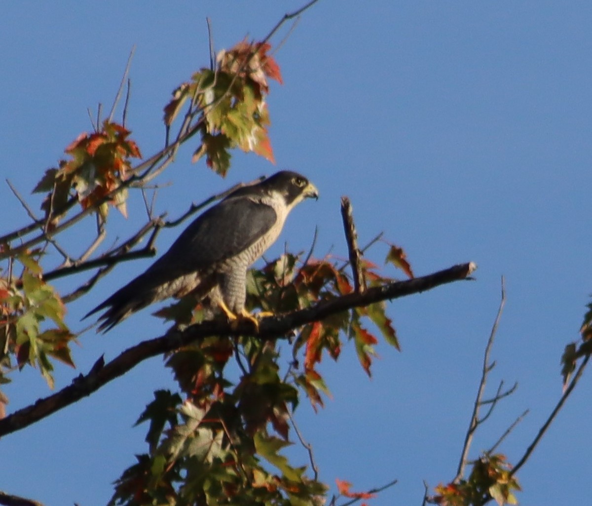 Peregrine Falcon - ML642645013