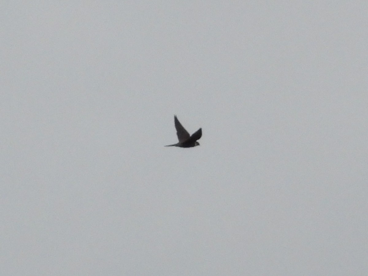 Eurasian Hobby - ML642645016