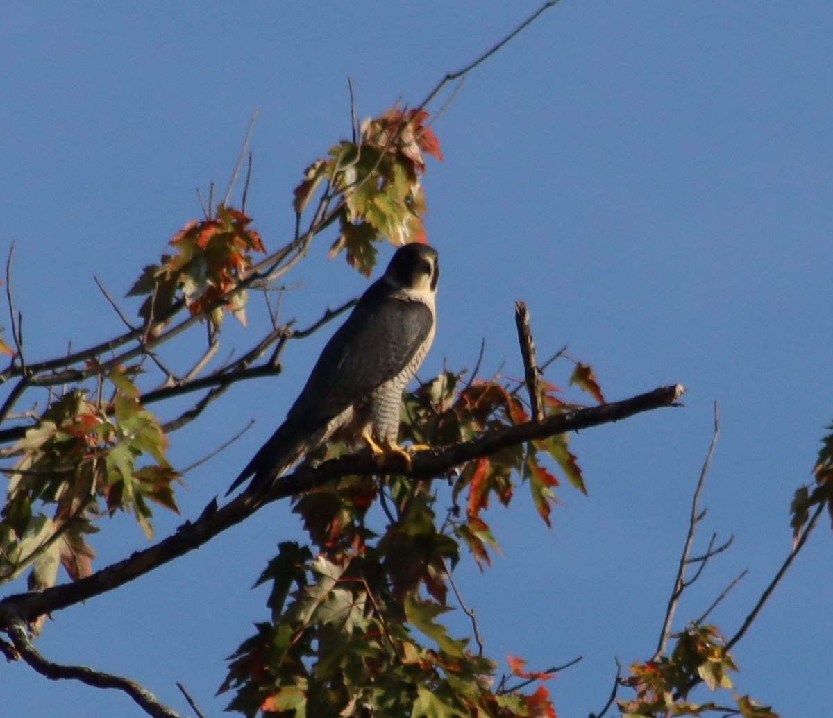 Peregrine Falcon - ML642645017