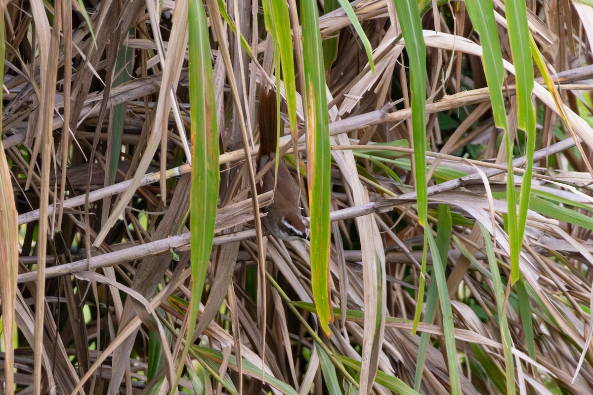 Mégalure calédonienne - ML642645030