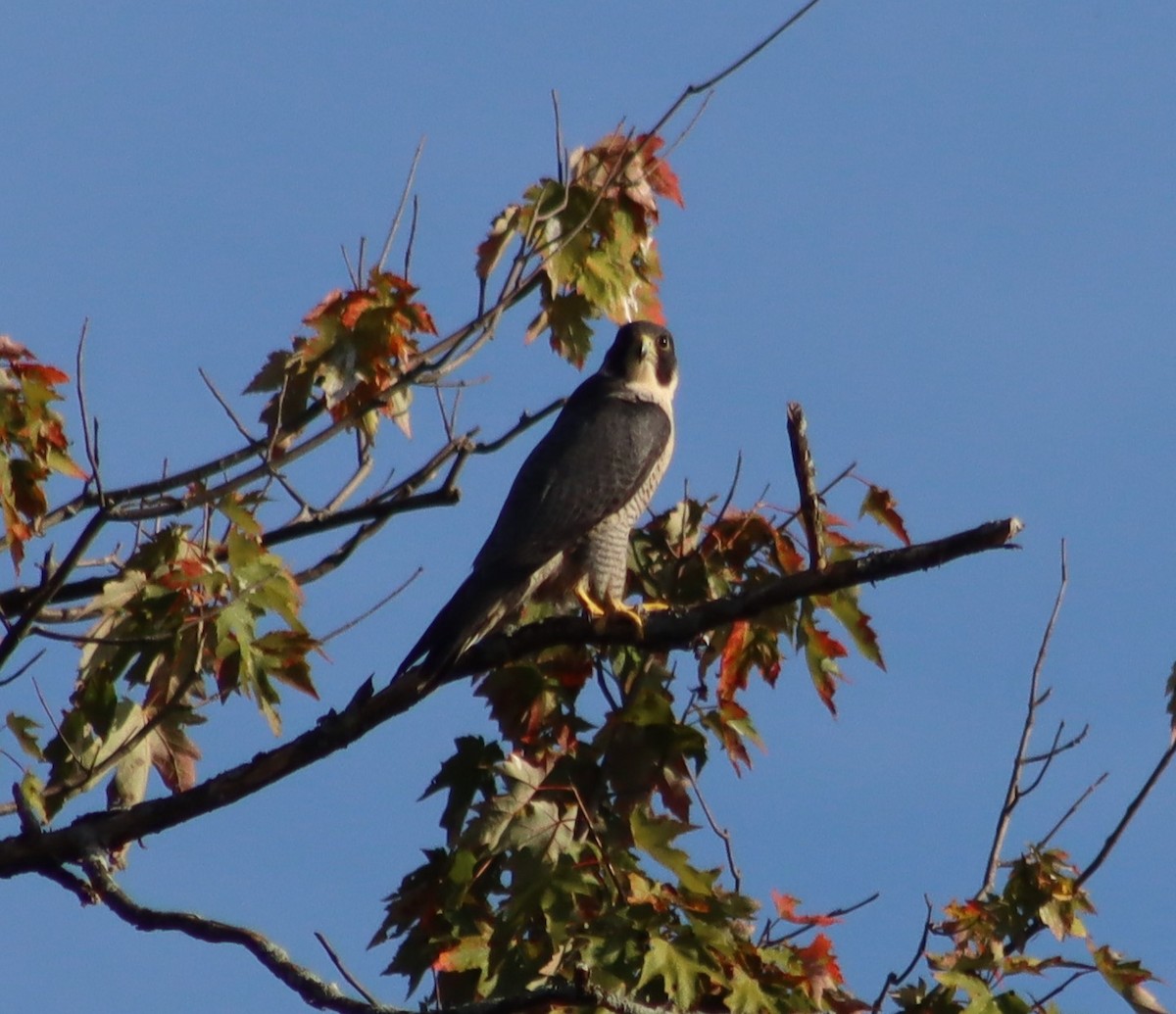 Peregrine Falcon - ML642645054