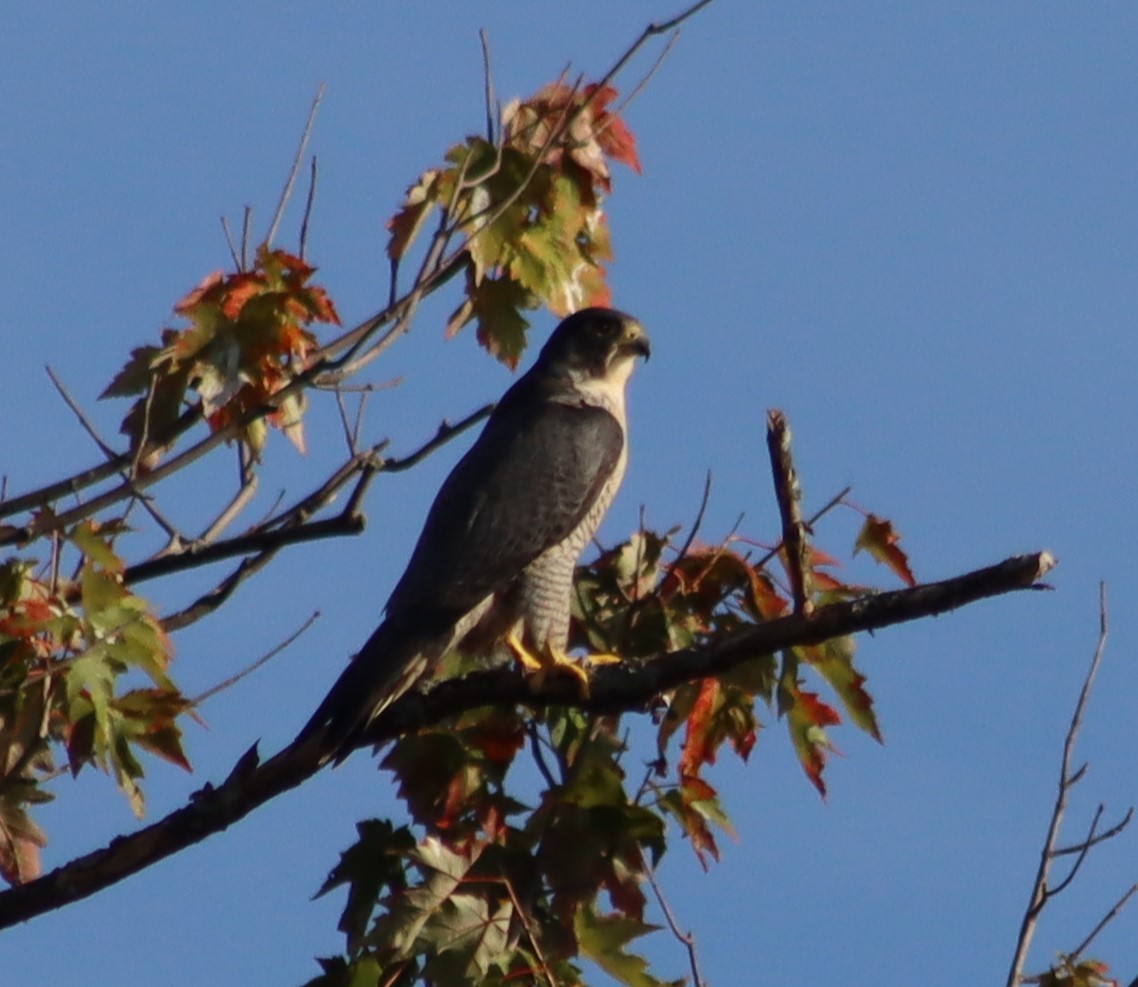 Peregrine Falcon - ML642645055