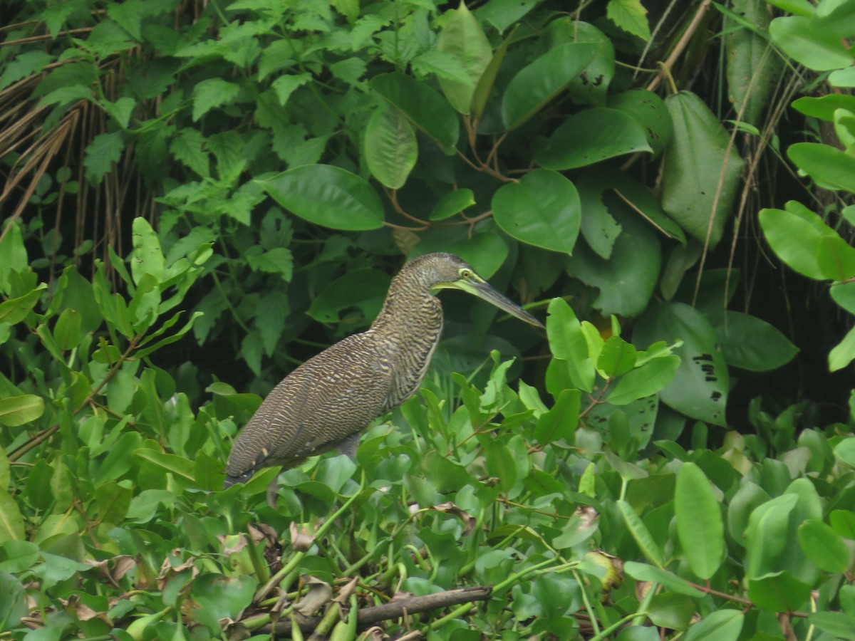 Bare-throated Tiger-Heron - ML642645064