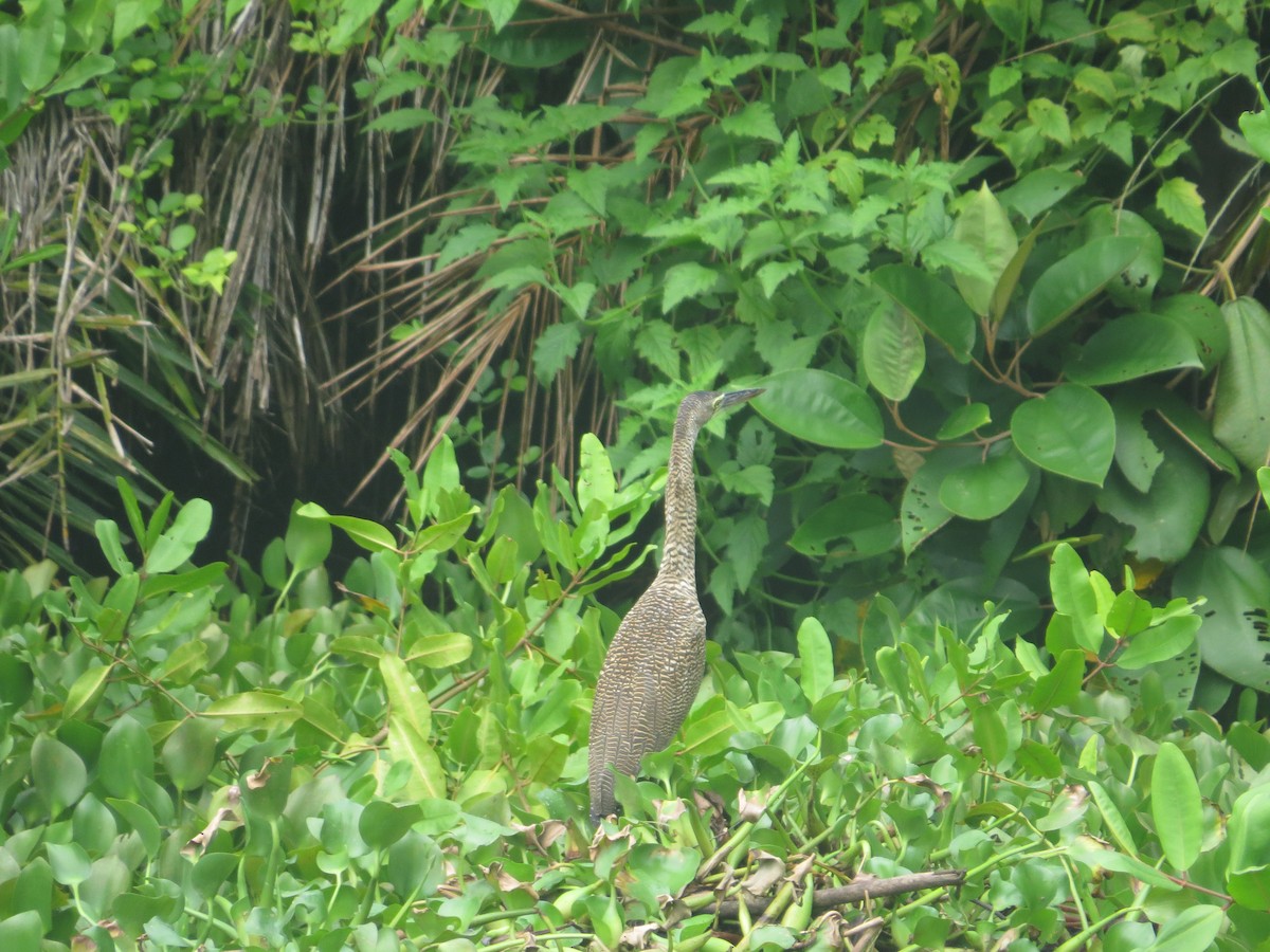 Bare-throated Tiger-Heron - ML642645065