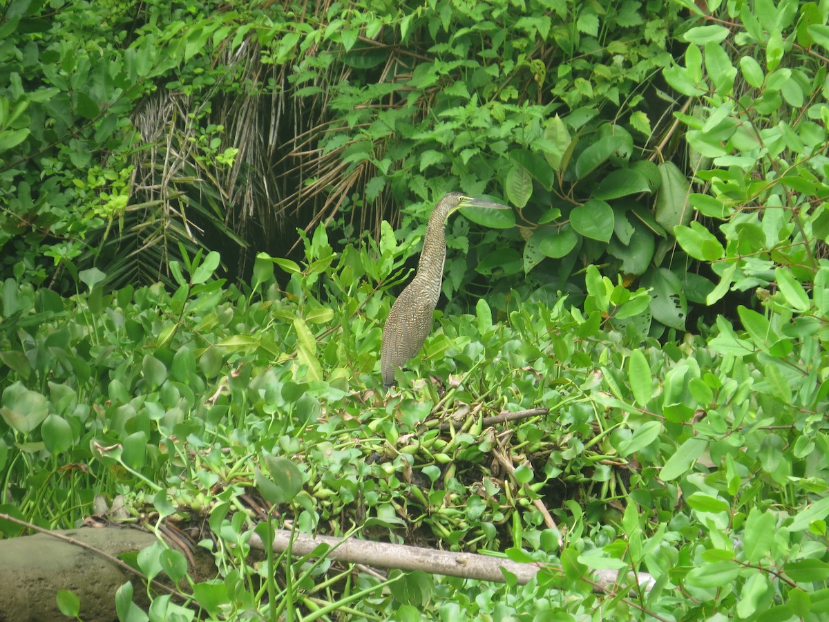 Bare-throated Tiger-Heron - ML642645066