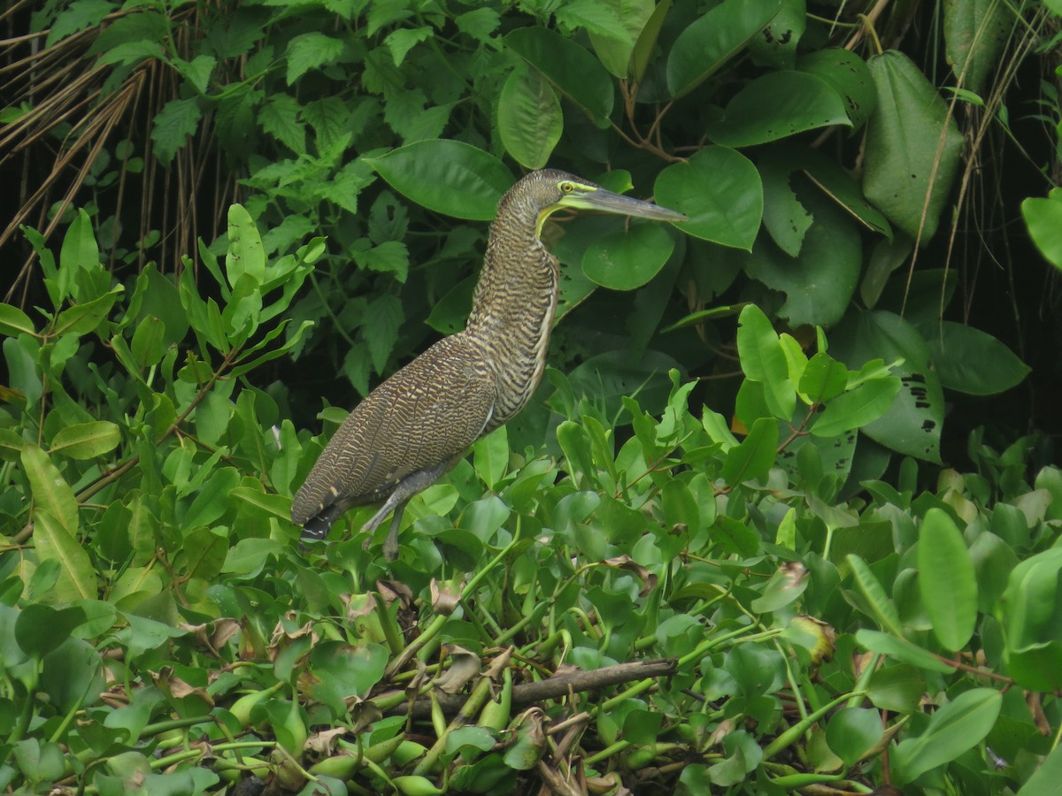 Bare-throated Tiger-Heron - ML642645067