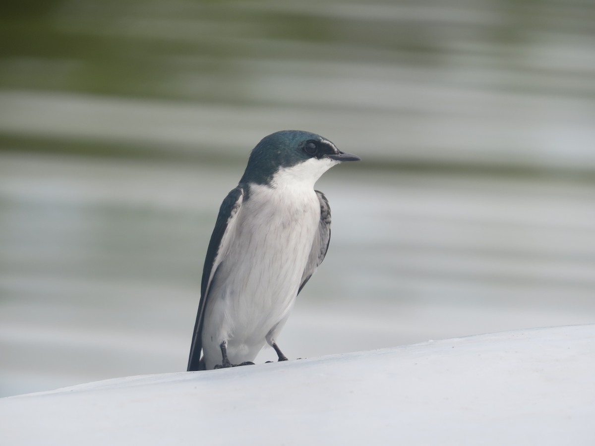 Mangrove Swallow - ML642645082