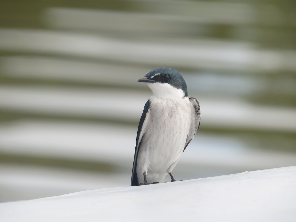 Mangrove Swallow - ML642645083