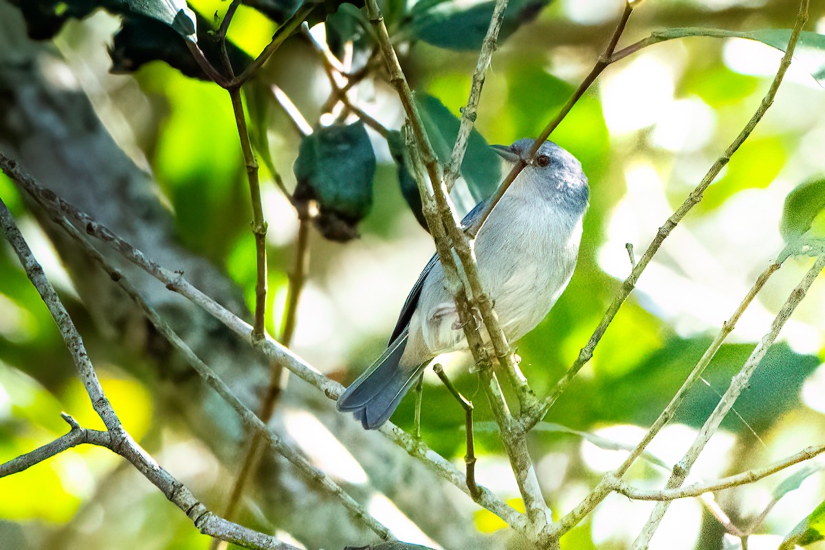Bicolored Conebill - ML642645090