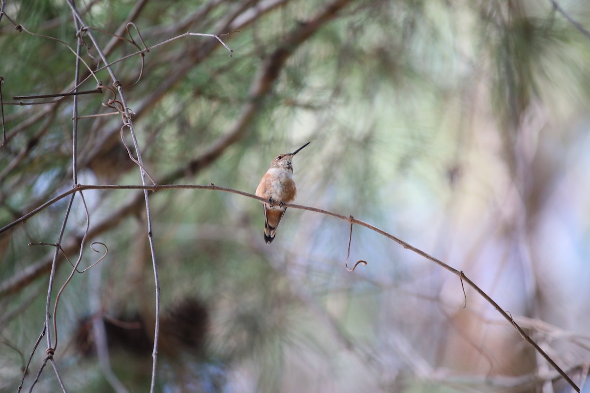 Rufous Hummingbird - ML642645102