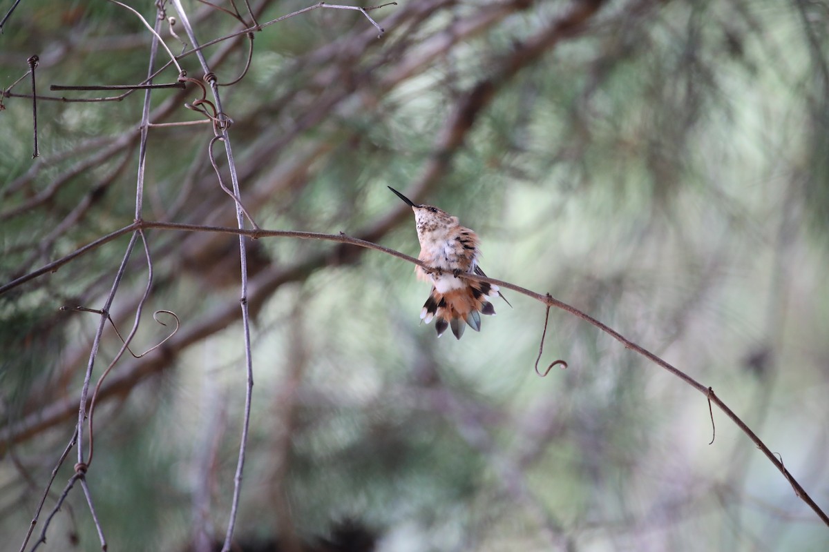 Rufous Hummingbird - ML642645103