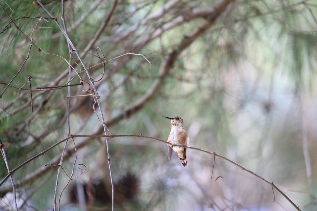 Rufous Hummingbird - ML642645104