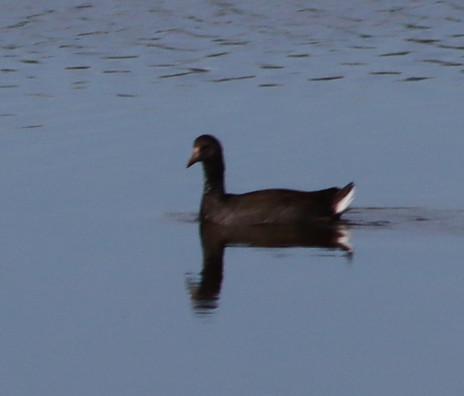 American Coot - ML642645107