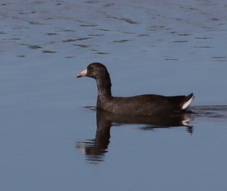 American Coot - ML642645108