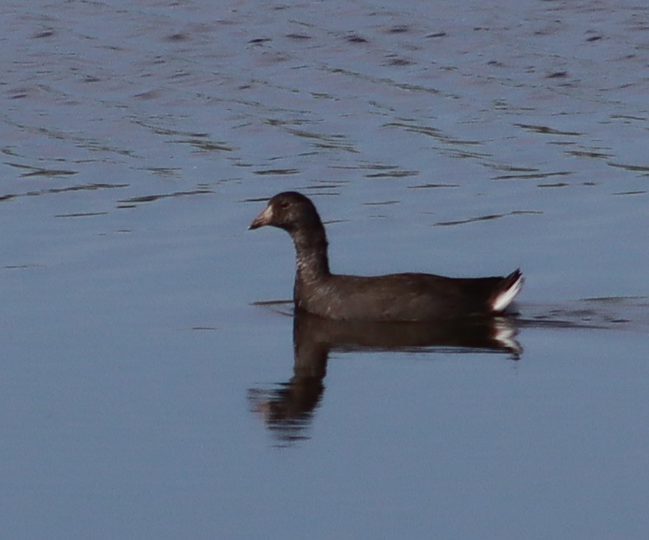 American Coot - ML642645111