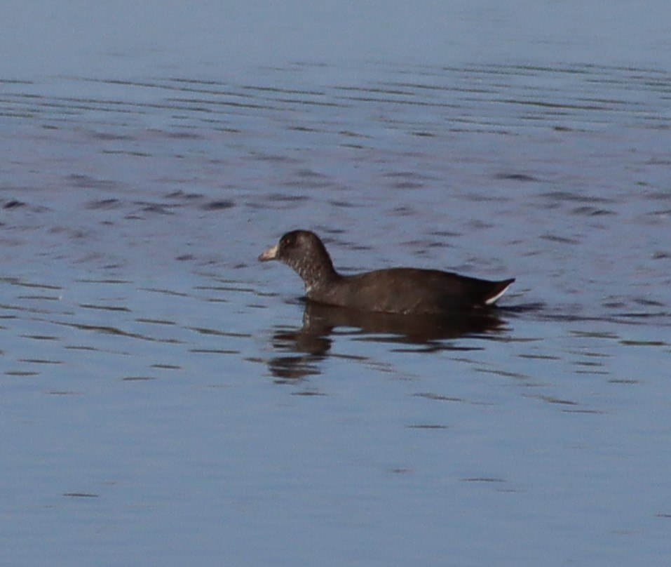 American Coot - ML642645113