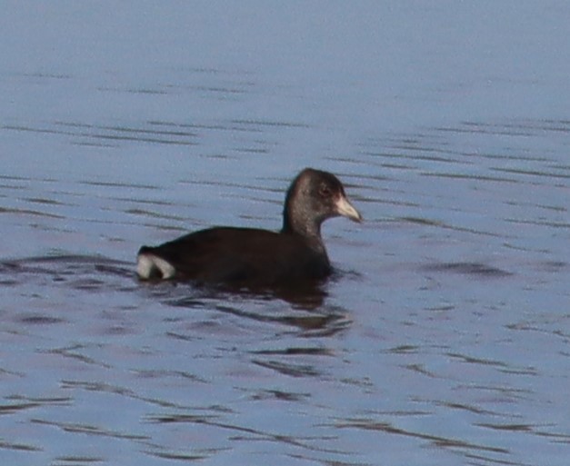 American Coot - ML642645115