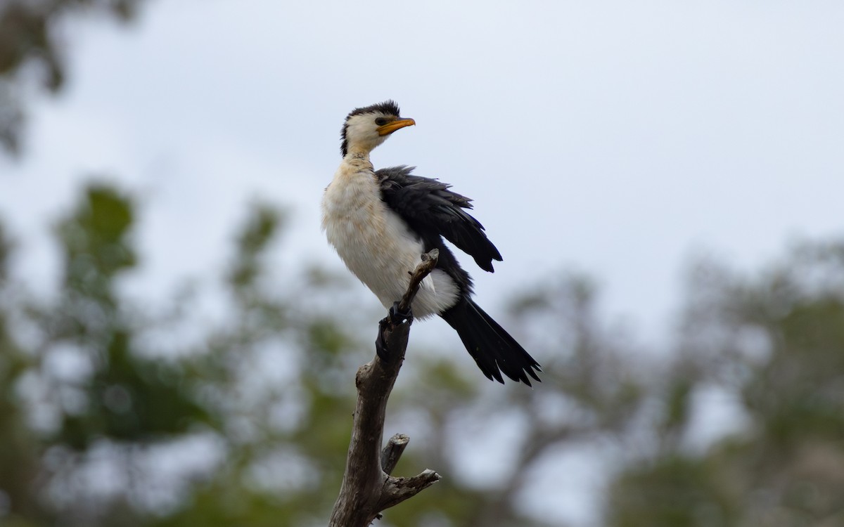 Cormoran pie - ML642645116